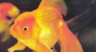 Картинка по теме - как различать золотых рыбок