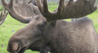 Картинка по теме - как разделать лося