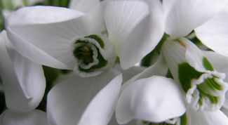 Картинка по теме - как сделать подснежник