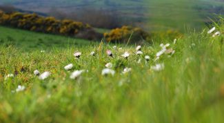 Картинка по теме - как сделать поделки из природного материала