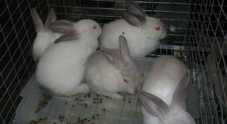 Картинка по теме - как разводить кроликов в домашних условиях