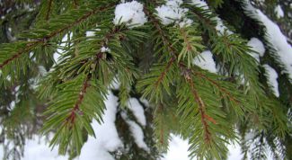 Картинка по теме - как сделать елку из ветки