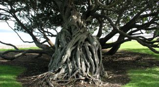 Картинка по теме - как сделать декоративное дерево