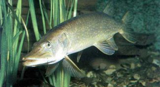 Картинка по теме - как снять шкуру с щуки