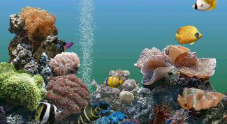 Картинка по теме - как сделать сифон для аквариума