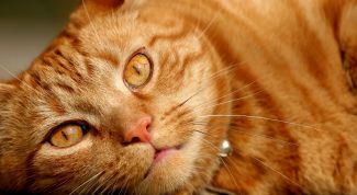 Картинка по теме - как приучить кошку ходить в унитаз