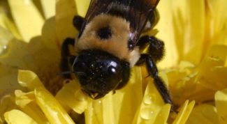 Картинка по теме - как собрать пыльцу