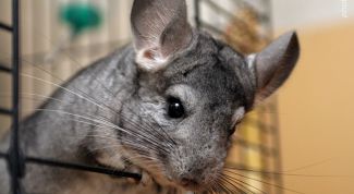 Картинка по теме - как разводить шиншилу