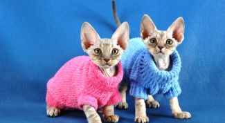 Картинка по теме - как сделать костюм для кошки своими руками