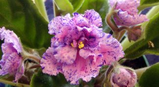 Картинка по теме - как развести фиалки