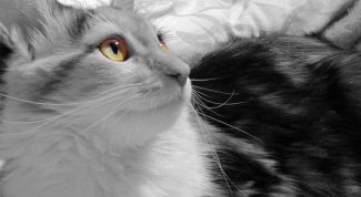 Картинка по теме - как сделать подкожно укол кошке