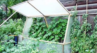 Картинка по теме - как сделать парник для огурцов
