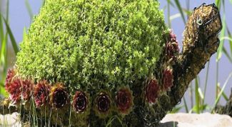 Картинка по теме - как сделать садовые фигурки