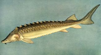 Картинка по теме - как разводить осетра