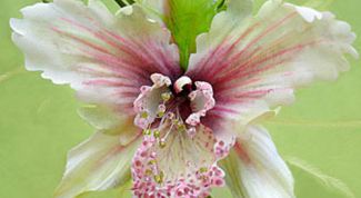 Картинка по теме - как сделать орхидеи из ткани