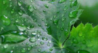 Картинка по теме - как сделать полив в теплице