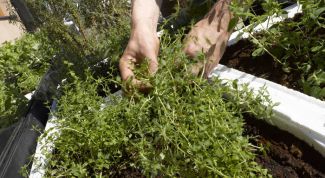 Картинка по теме - как сделать грядки на даче