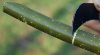 Картинка по теме - как сделать музыкальный инструмент своими руками