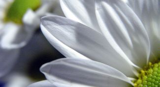 Картинка по теме - как сделать пластиковые цветы