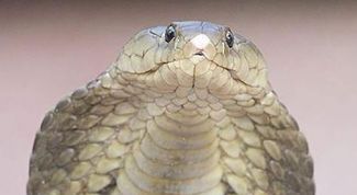 Картинка по теме - как сделать кобру