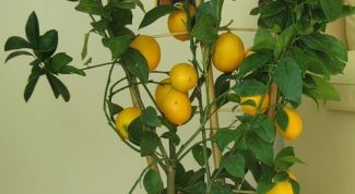 Картинка по теме - как вырастить лимон из семечка