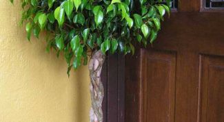 Картинка по теме - как формировать фикус