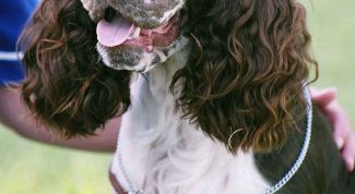 Картинка по теме - как воспитывать спаниеля