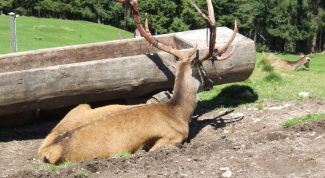 Картинка по теме - как сделать солонец