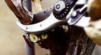 Картинка по теме - как сделать обрезку деревьев