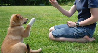 Картинка по теме - как держать собаку