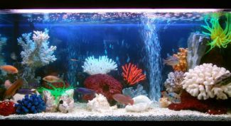 Картинка по теме - как сделать морской аквариум