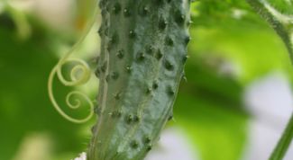 Картинка по теме - как хранить огурцы