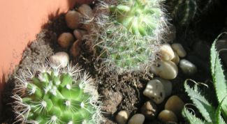 Картинка по теме - как спасти кактус