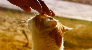 Картинка по теме - как гладить кошку