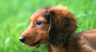 Картинка по теме - как приучить собаку ходить на улице