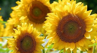 Картинка по теме - как сделать подсолнечное масло