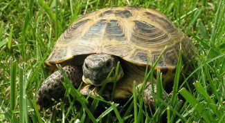 Картинка по теме - как мыть черепаху