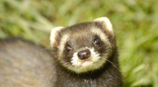 Картинка по теме - как мыть хорька