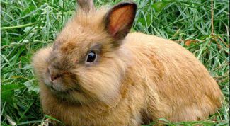 Картинка по теме - как кормить крольчат