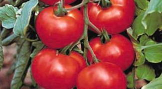 Картинка по теме - как вырастить хорошие помидоры