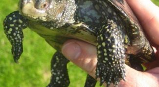 Картинка по теме - как выбрать черепаху