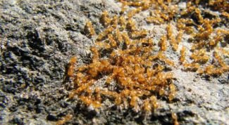 Картинка по теме - как вывести рыжих муравьев