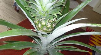 Картинка по теме - как вырастить ананас на подоконнике