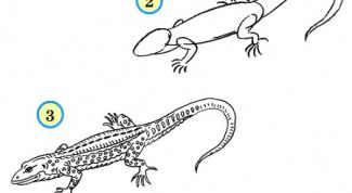 Картинка по теме - как нарисовать ящерицу