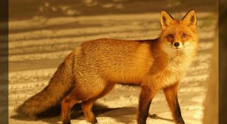 Картинка по теме - как установить капкан