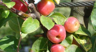 Картинка по теме - как сделать ловчий пояс