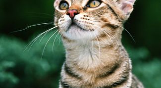 Картинка по теме - как вытащить клеща у кошки