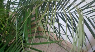 Картинка по теме - как спасти пальму