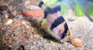 Картинка по теме - как разводить барбусов