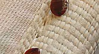 Картинка по теме - как лечить укусы клопов